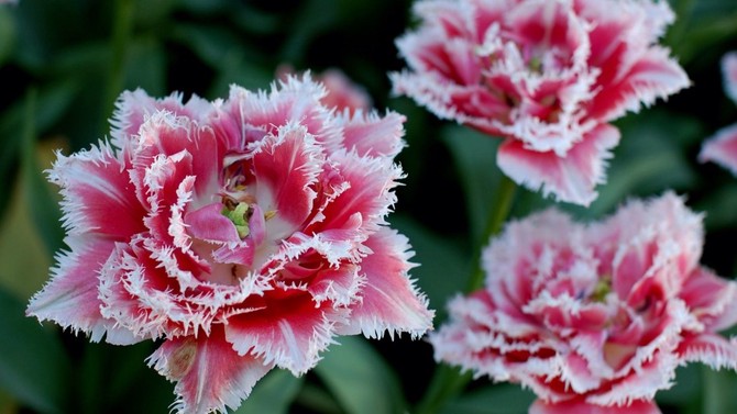 pink and white dianthus