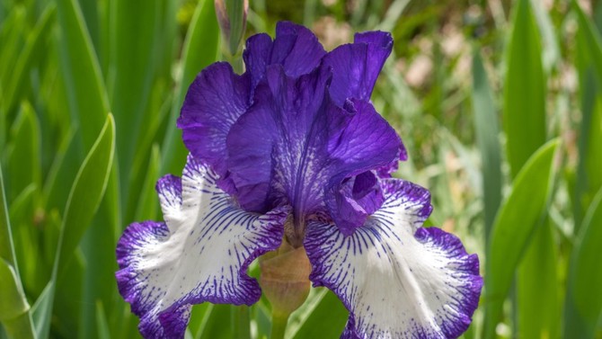 purple bearded iris