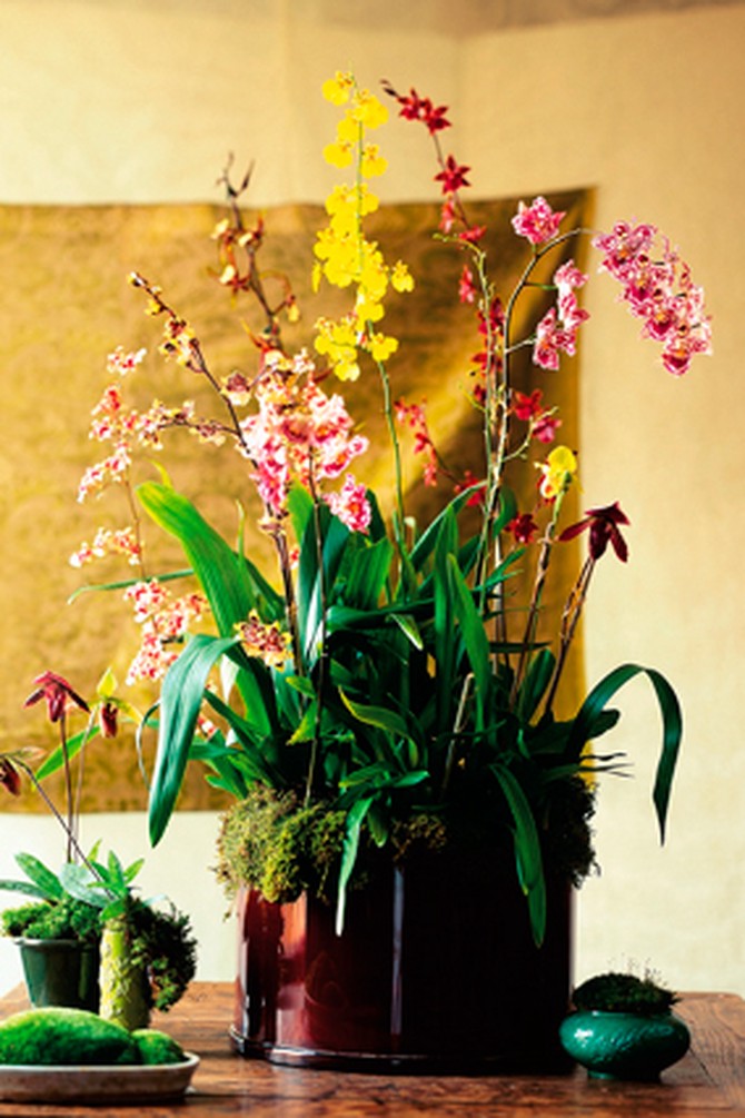 Orchids in assorted vases