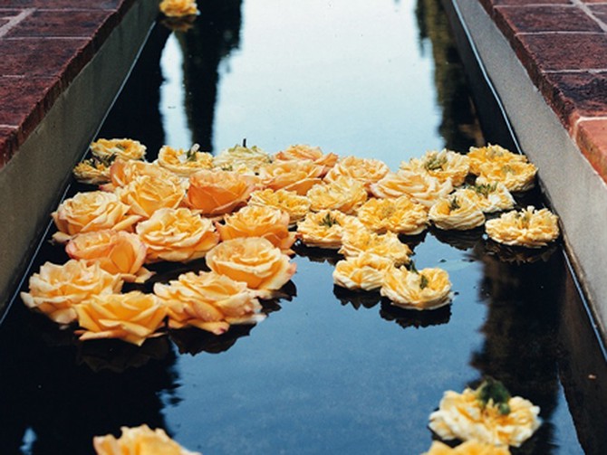 Roses floating in an aqueduct