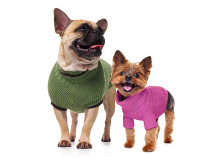 West Paw Design and Ralph Lauren doggie sweaters