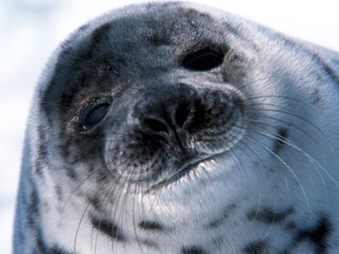 Save a seal at AnimalGift.org