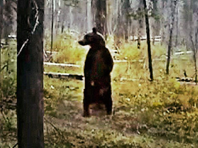 The dancing bear