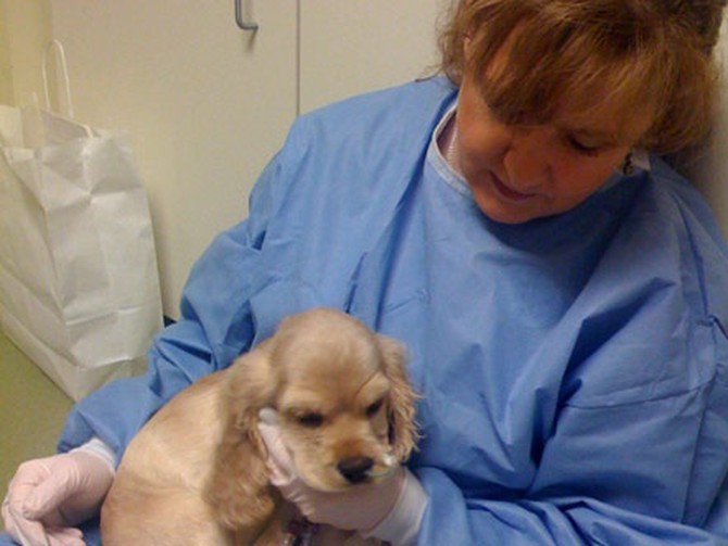 Oprah's puppy Sadie at the vet