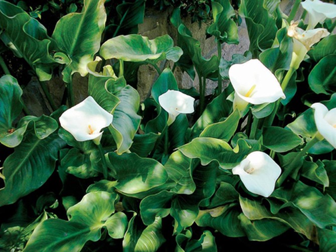Calla lilies in Oprah's backyard