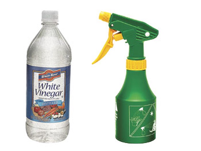 White vinegar and spray bottle