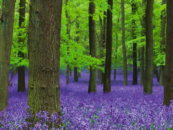 Hyacinthoides non-scripta, The Life and Love of Trees, Oxford Scientific