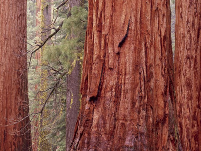 Sequoidendrom gigantum, The Life and Love of Trees, Art Wolfe