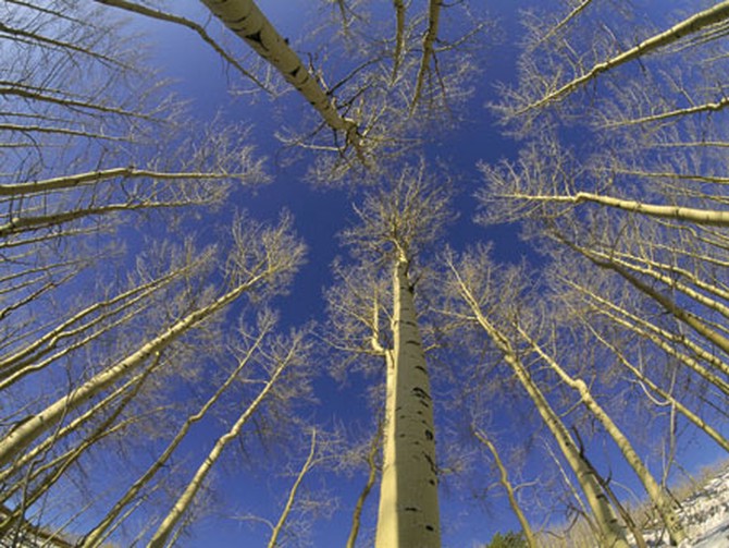 Populus tremuloides, The Life and Love of Trees, Art Wolfe