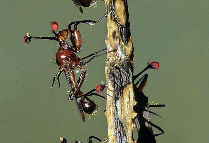 stalk-eyed flies