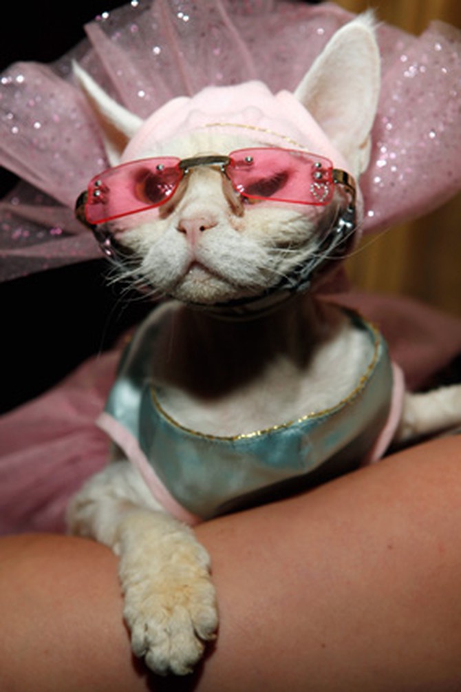 Cat wearing pink glasses