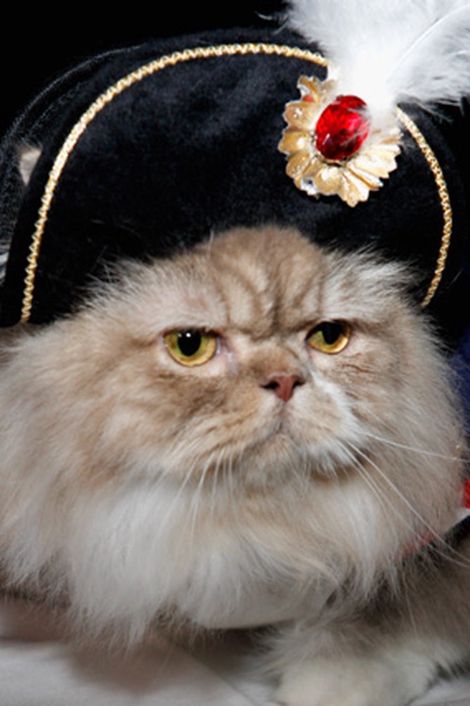 Cat wearing pirate hat