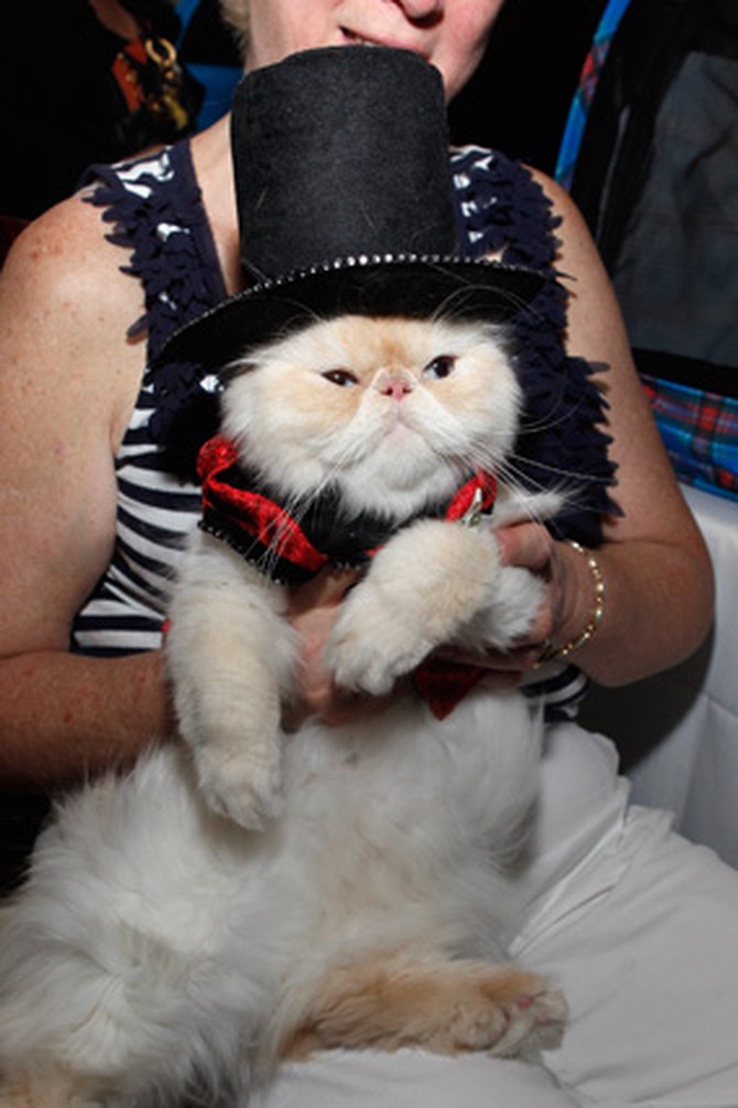 Cat wearing top hat