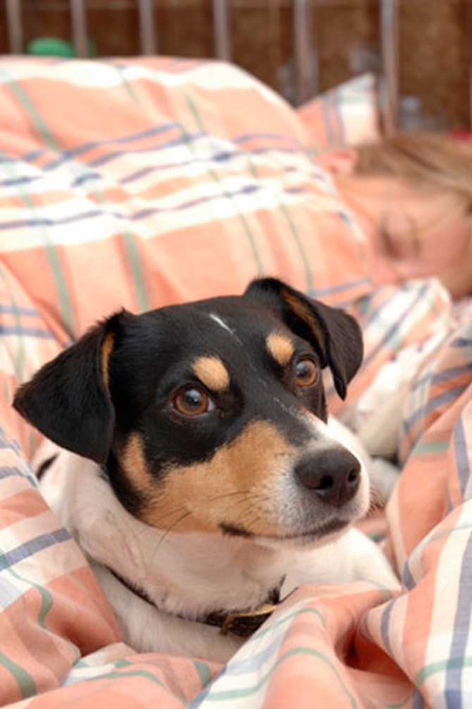 Woman sleeping with pet dog