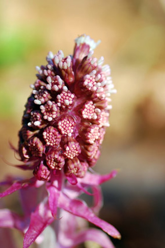 Butterbur plant with flowers