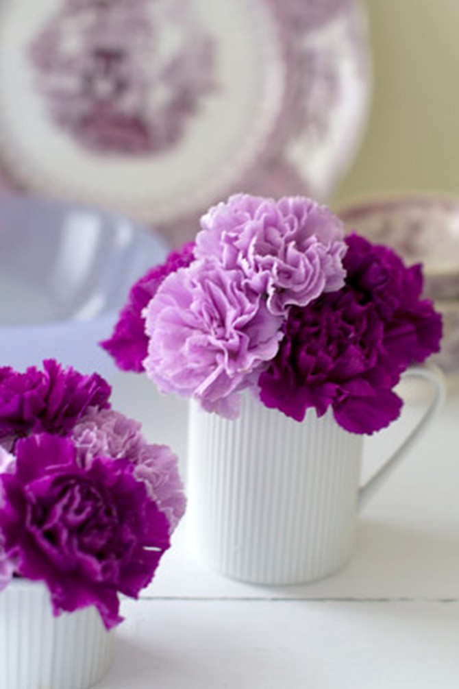 Purple carnations