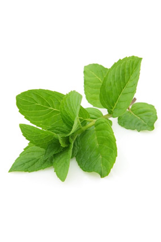Sprig of mint