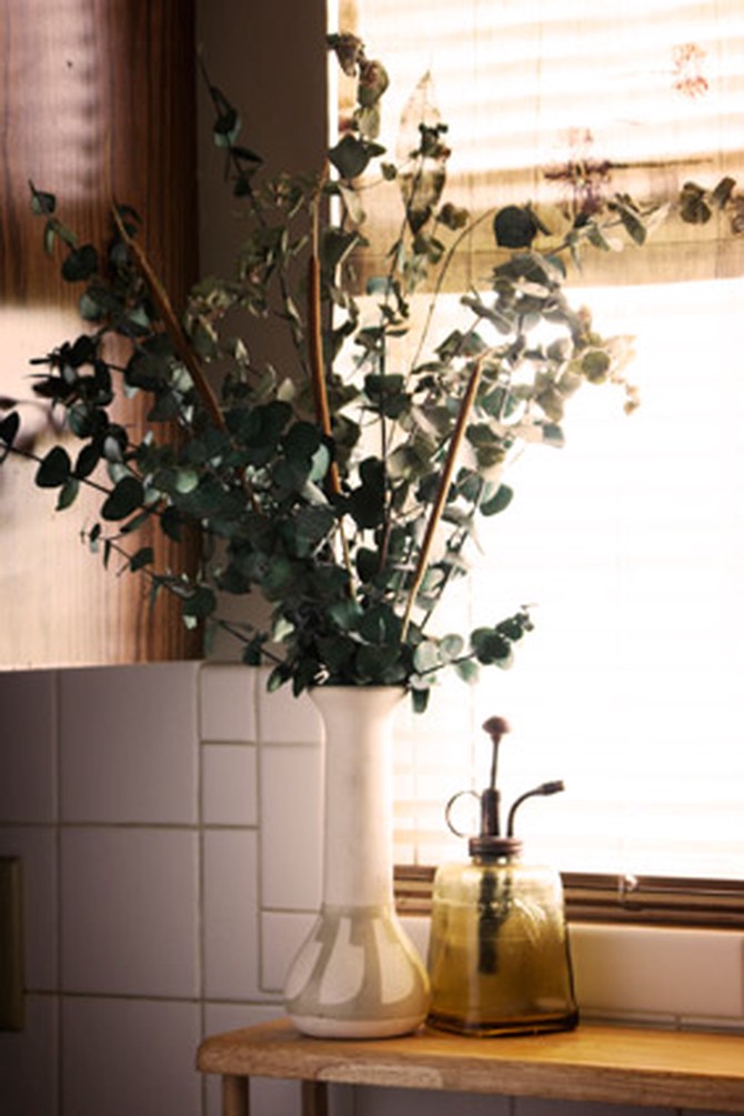 Eucalyptus plant in the bathroom