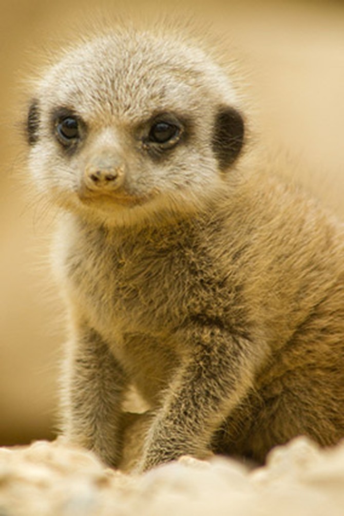 Cute Meerkats - Cute Meerkats Photos - Animal Photos
