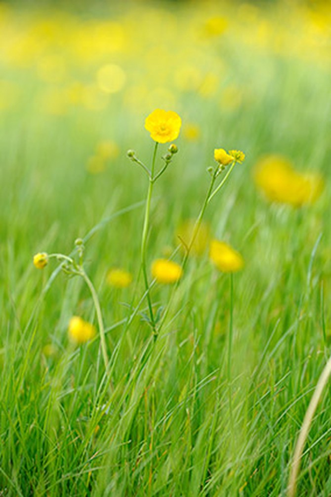Buttercups in grass
