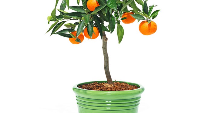 Dwarf Clementine mandarin orange tree