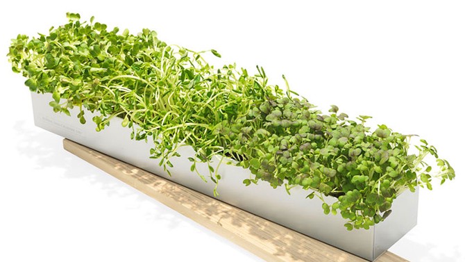 Micro-Green Grow Box