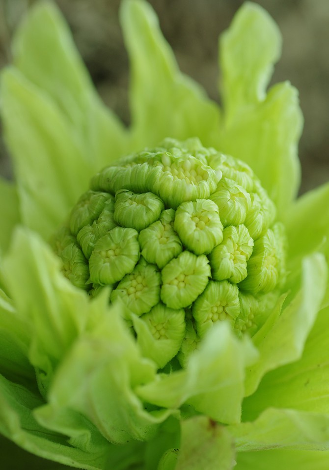 natural ways to cure allergies with butterbur