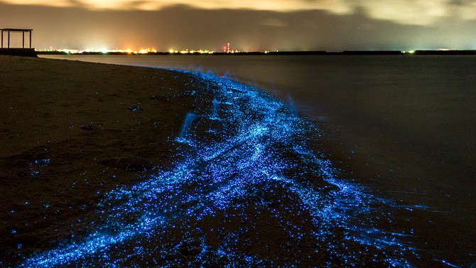 maldives bioluminescent