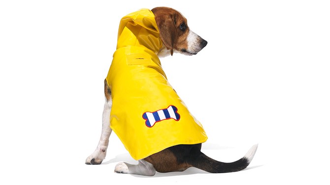 Rainy Day Beagle