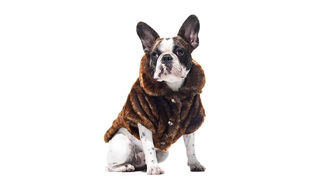 Park Avenue Faux-Fur Pet Jacket in Chinchilla