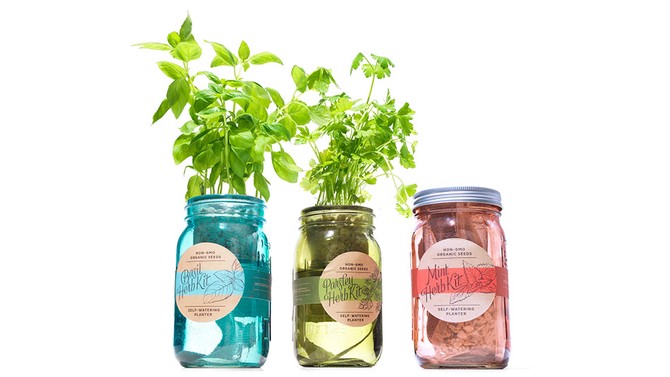 Modern Sprout Garden Jar Three-Pack: Herb Essentials
