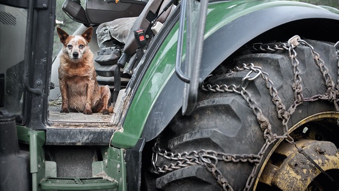 dog on tractor