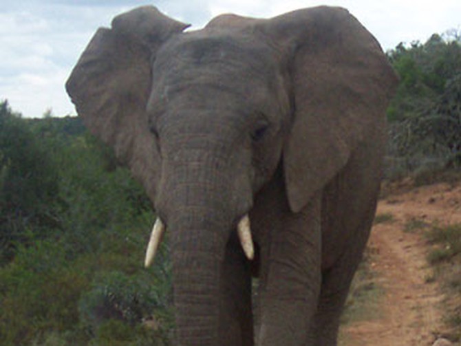 Elephant at the Shamwari Game Reserve