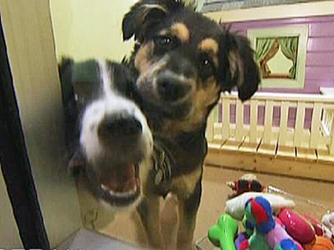 RJ and Rochelle stay in Sophie's Room at PAWS Chicago.