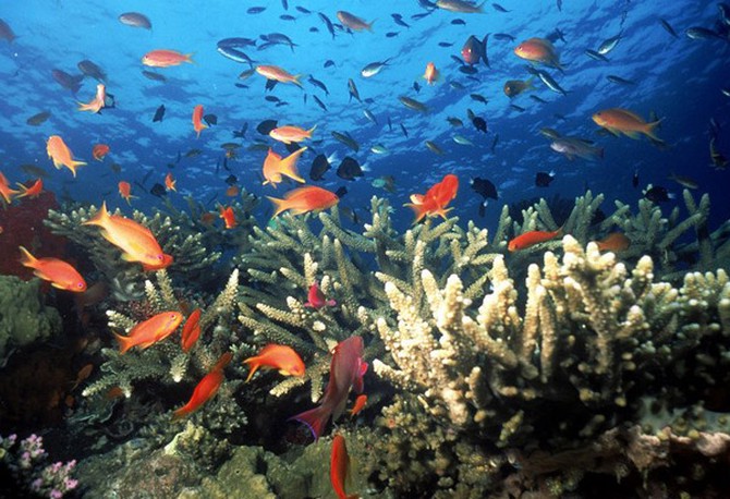 Orange fish swimming around coral reef