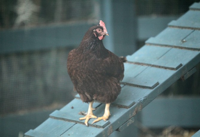 Chicken on henhouse