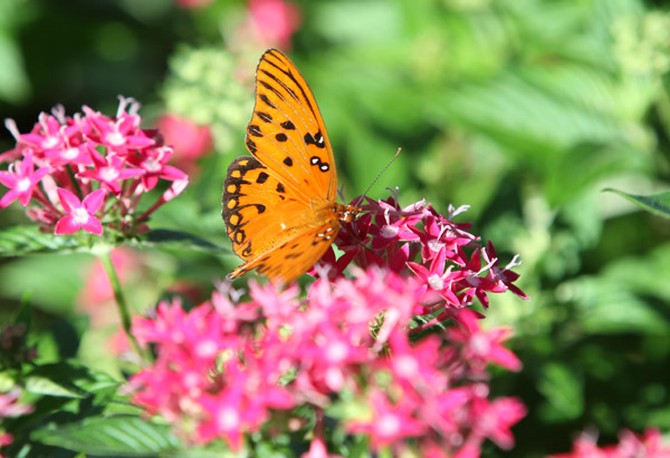 Orange butterfly perched on a pink flower