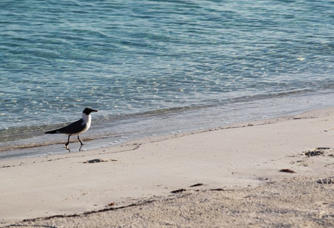 Seagull on the beach of Musha Cay, David Copperfield's private island
