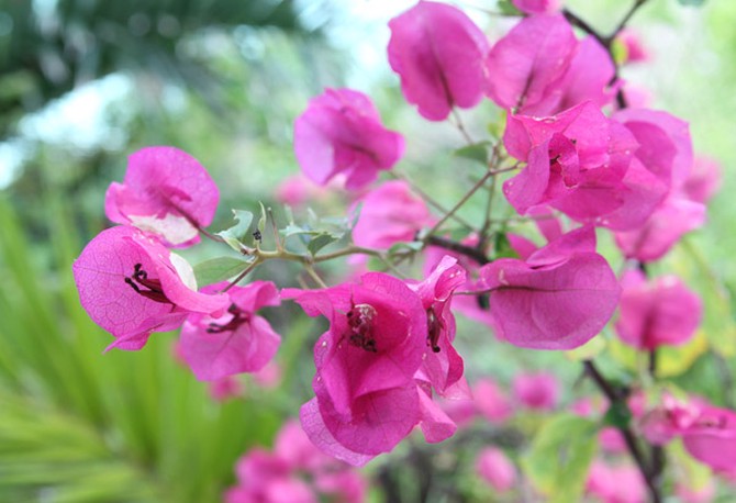 Purple flowers on Musha Cay, David Copperfield's private island