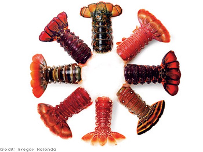Lobster Gram continental collection sampler
