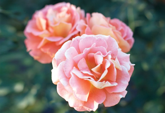 Oprah's Secret Rose Garden