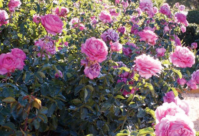 Pink Yves Piaget rose