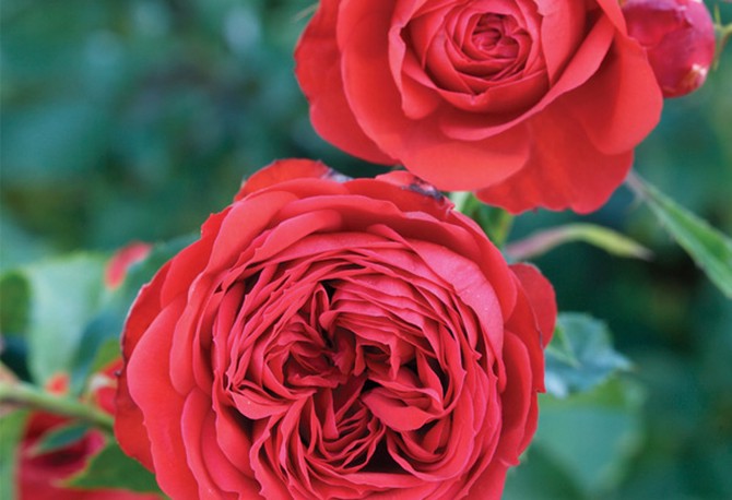 Red Francois Rabelais rose