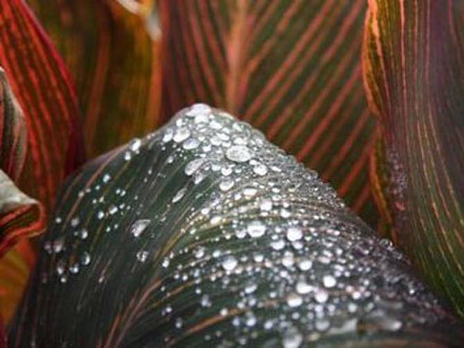 Drops of water on canna leaf