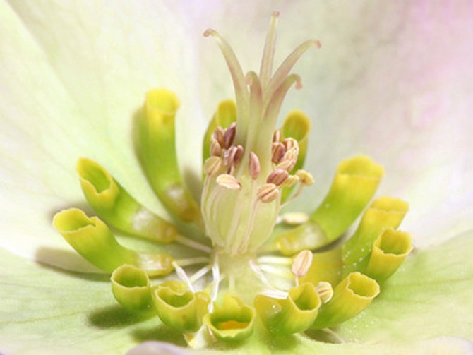 Center of a flower