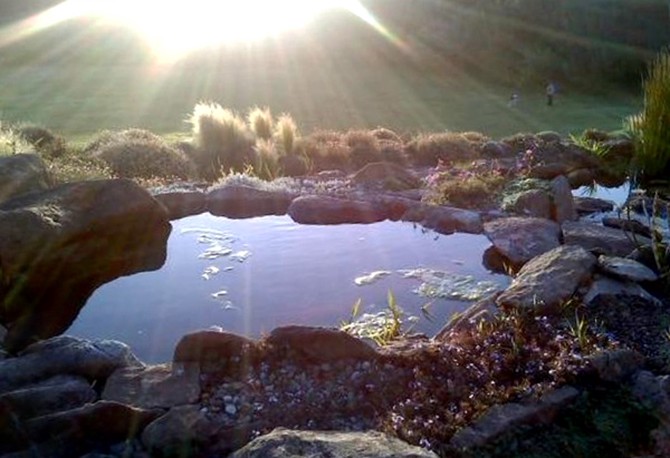 Sunlight by the pond