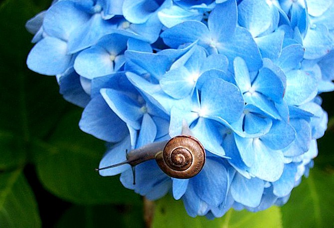 Snail on hydrangea flower