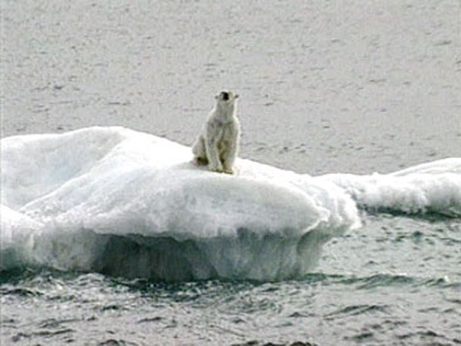 Melting sea ice spells disaster for Artic wildlife