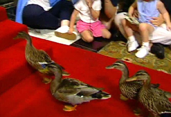 The Peabody's famous ducks