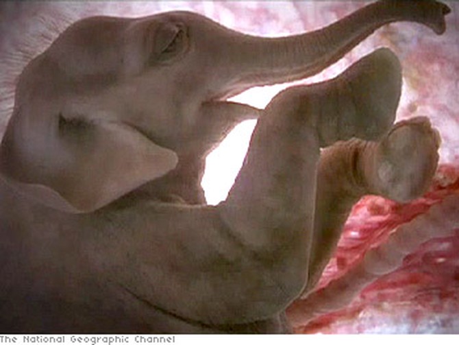 Inside an elephant's womb